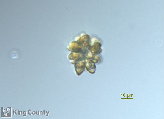 Photo of Corymbellus aureus